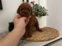 A KALİTE RED BROWN TOY POODLE