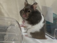 HAMSTER-GONZALES YAVRULARIMIZ HERYERE GÖNDERİM