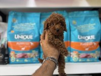 TOY POODLE YAVRULARI