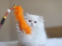 British longhair full şecereli safkan dişi