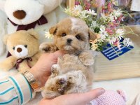 FİNCAN BOY MALTİPOO BEBEKLERİM KAPIDA ÖDEMELİ