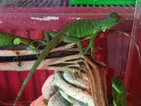 Yavru Yeşil İguana