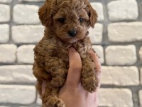 Orijinal garantili Toy Poodle Red Brown