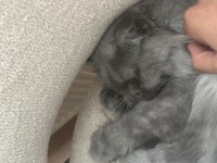British shorthair duman kızımız