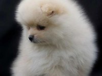 Mini Pomeranian Bebekler