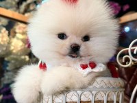 Sağlık Ve Irk Garantili Pomeranian