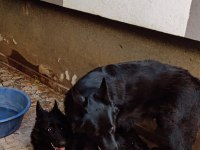 Köpeğimize eşleme dişi aday arıyoruz