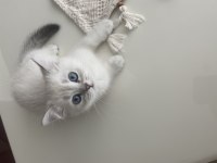 2 aylık yavru british shorthair