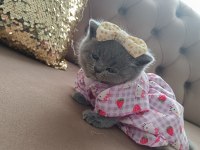 50 günlük sevimli british shorthair kız bebeğimiz