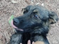 Bu minik köpeğe yuva olmak ister misiniz sokakta kalmasın