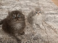 Anne baba SCRLİ a kalite british longhair yavrularımız