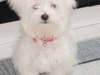 ORJİNAL MALTESE