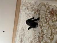 2 aylık tuvalet eğitimli dişi french bulldog