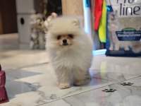Pomeranian Erkek Yavru 2 Aylık