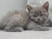 2 aylık dişi british shorthair