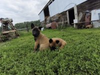 Köpeklerimiz Sevgi Dolu Yuvalarına Hazır