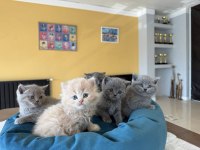 TOP KAFA SCOTTISH FOLD YAVRULARI FENOMEN PET SHOP