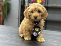 Kıvır kıvır koyu maltipoo yavrular