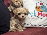 Ankarada ziyarete açık kore maltipoo yavrular