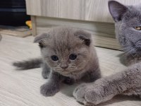 Kedilerim orijinaldir iletişime geçebilirsiniz