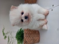 Mükemmel kalitede pomeranian ayıcıklar kaçıran üzülür