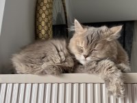 British longhair 1 yaşında erkek