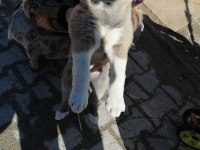 2 Dişi 1 erkek kangal yavruları