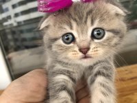 Scottish Fold Yavru Kedimiz