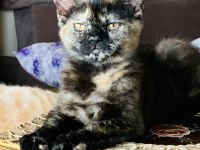British Shorthair Dişi Black Tortie Kedimiz