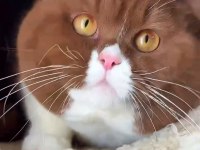 British Shorthair Cinnamon Bicolor Eşleşme İlanı