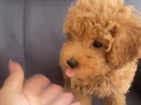 Oyuncu ve çok uslu poodle