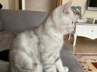 3 AYLIK ERKEK BRITISH SHORTHAIR