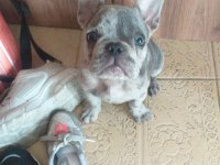 3 aylık french Bulldog