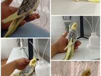 42 GÜNLÜK EV ÜRETİMİ ELE ALIŞKIN