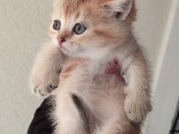 Orjinal british shorthair teslime hazır