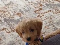 2.5 aylık dişi wc eğitimli poodle