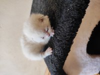 Yavru british shorthair kediler