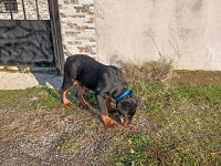 Erkek Rottweiler Aşılı Estetikli Her Şeyi Tam 5 Aylık