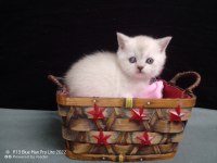 Safkan British Shorthair Yavrular