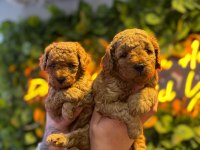toy poodle erkek