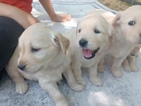 Çok güzel golden retriever bebekler