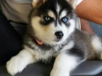 EFSANE GÖZLERİYLE BÜYÜLEYEN HUSKY YAVRULAR
