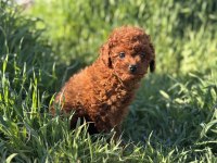 Dark brown kore toy poodle yavrularımızı canlı görün