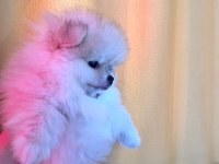 POMERANİAN BOO TEDDY BEAR