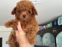 Ankranın en elit toy poodle yavruları ziyarete açık