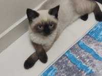 Yavru Scottish oyuncu kedi