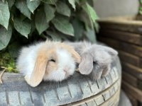 Hollanda Lop Tavşanı Yavrular Her Yere Gönderim