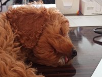 Yavru Dişi Toy Poodle