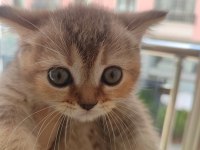 Golden tabby 2 aylık yavru kedimiz