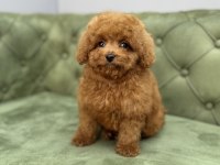 TOY GARANTİLİ DİŞİ RED BROWN TOY POODLE YAVRULARIMIZ